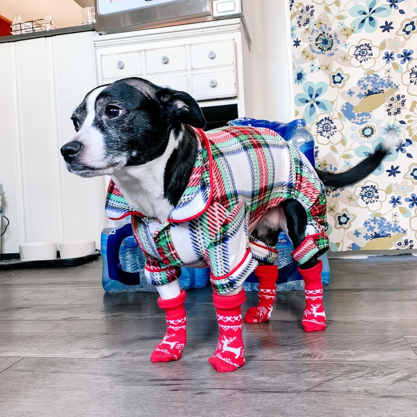 Olive isn&rsquo;t amused with the socks today. Buuuut, when you have to go rescue her in the cold because she just stops, frozen, you&rsquo;ll try anything. 😂😂 
What&rsquo;s the weather like where you are?? 
whispers *if it&rsquo;s warm, I don&rsqu