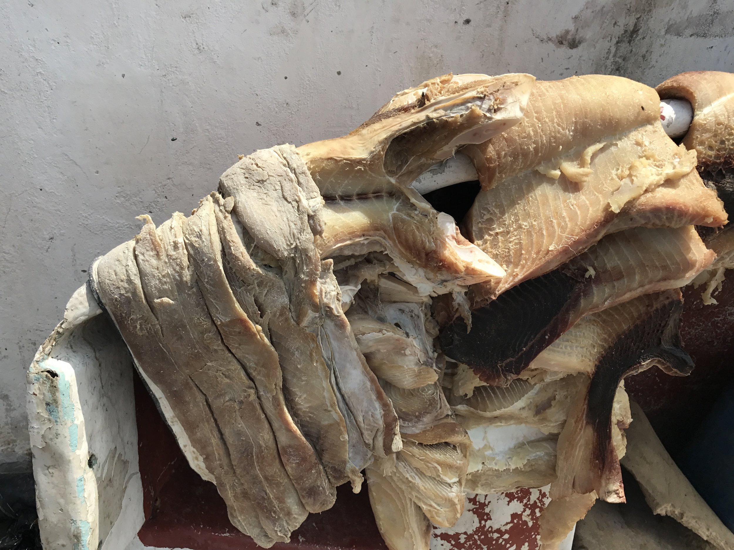 Shark meat drying out with salt at the Mombasa port. Our tour guide ate a raw piece as we passed by.