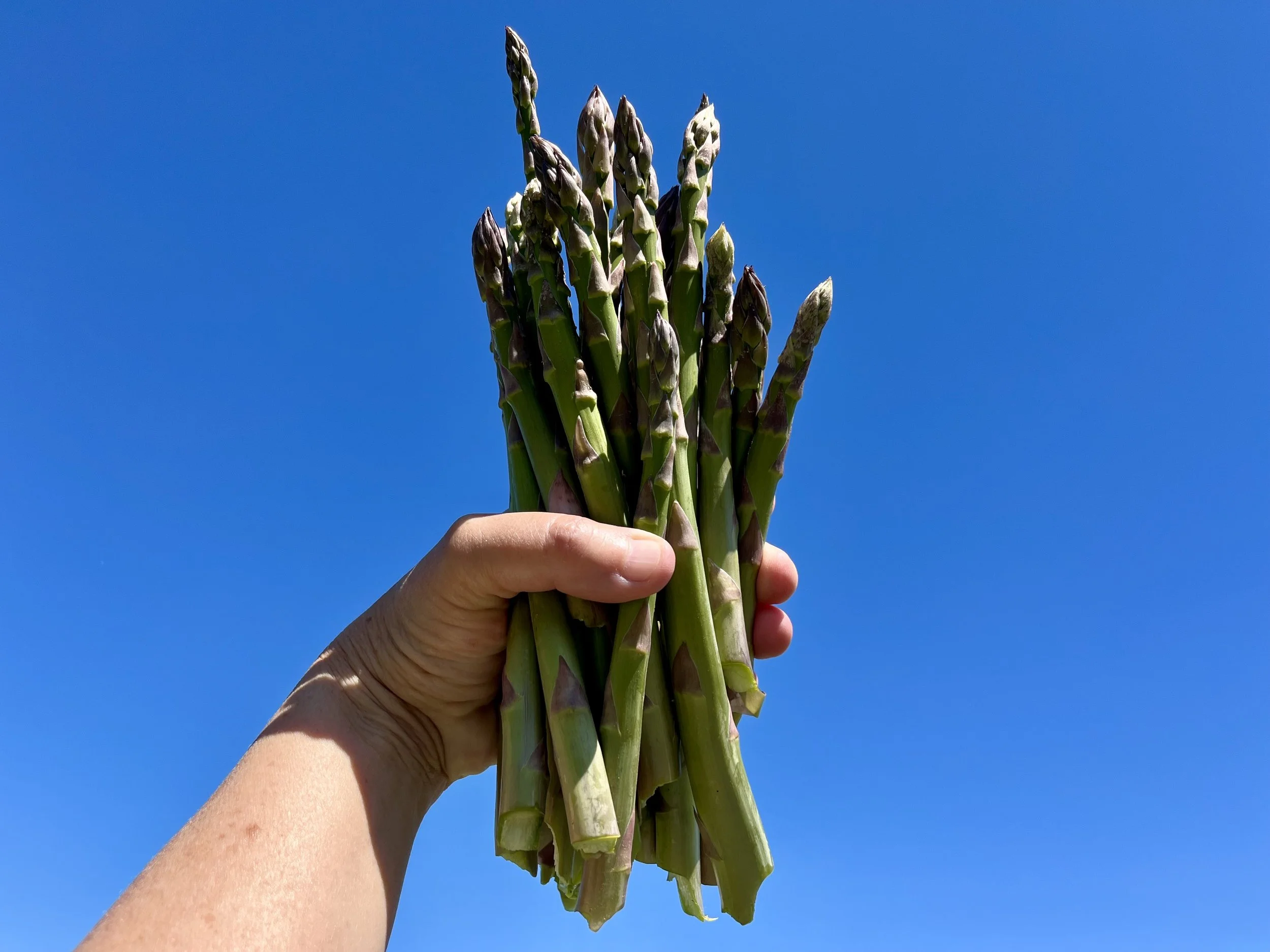 Asparagus2024.jpeg