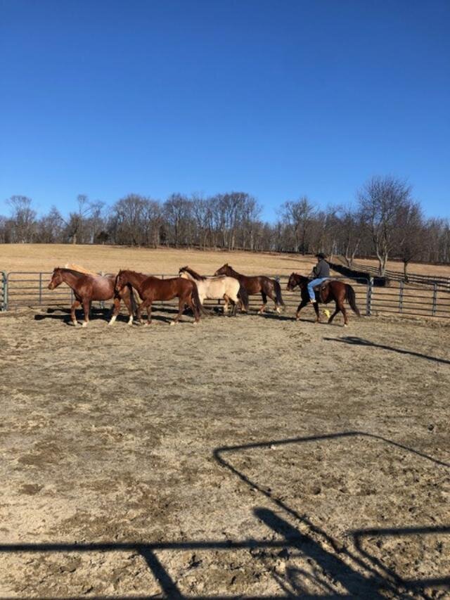 Horses on Harmony Hollow