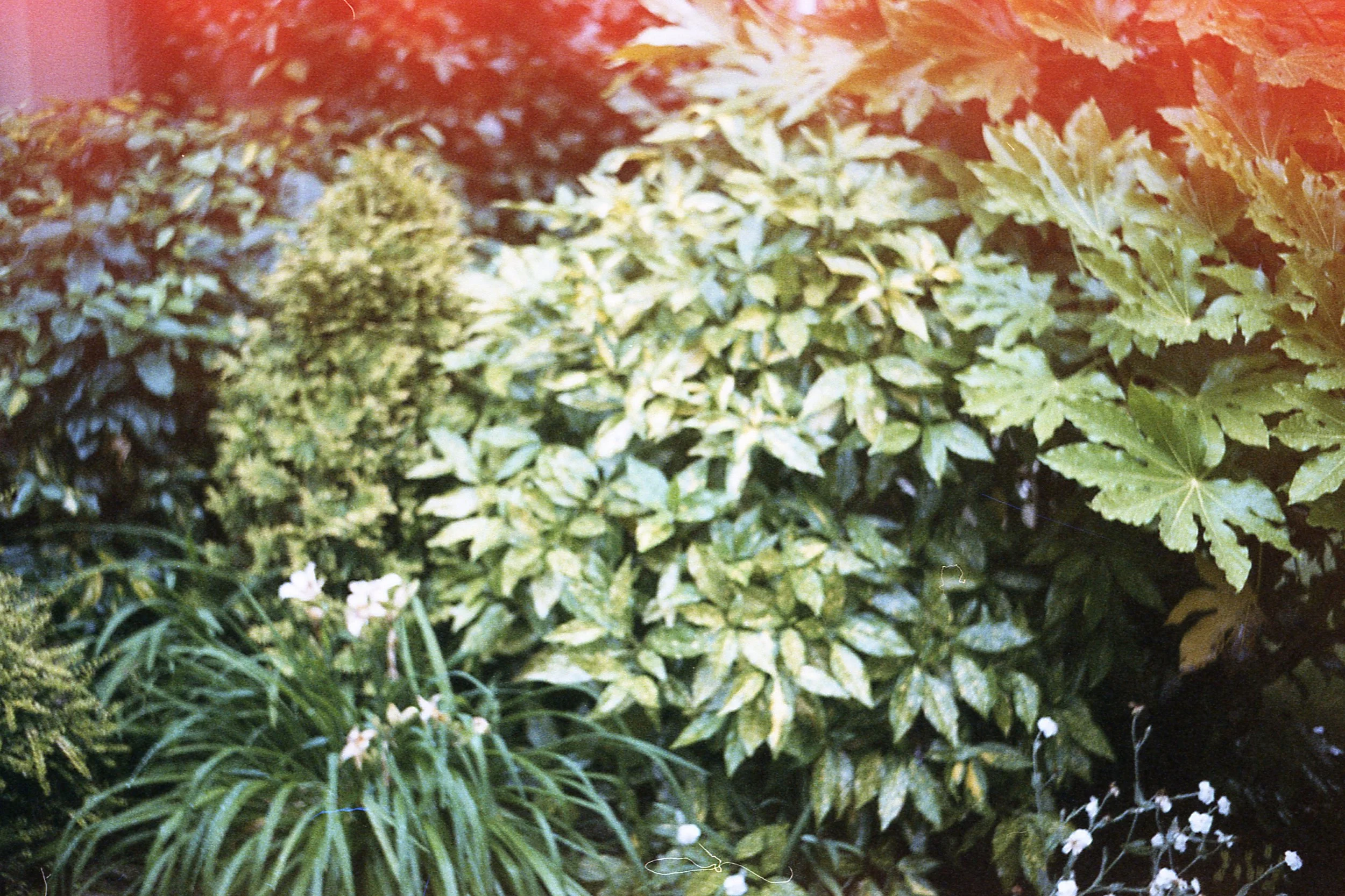Film031.jpg