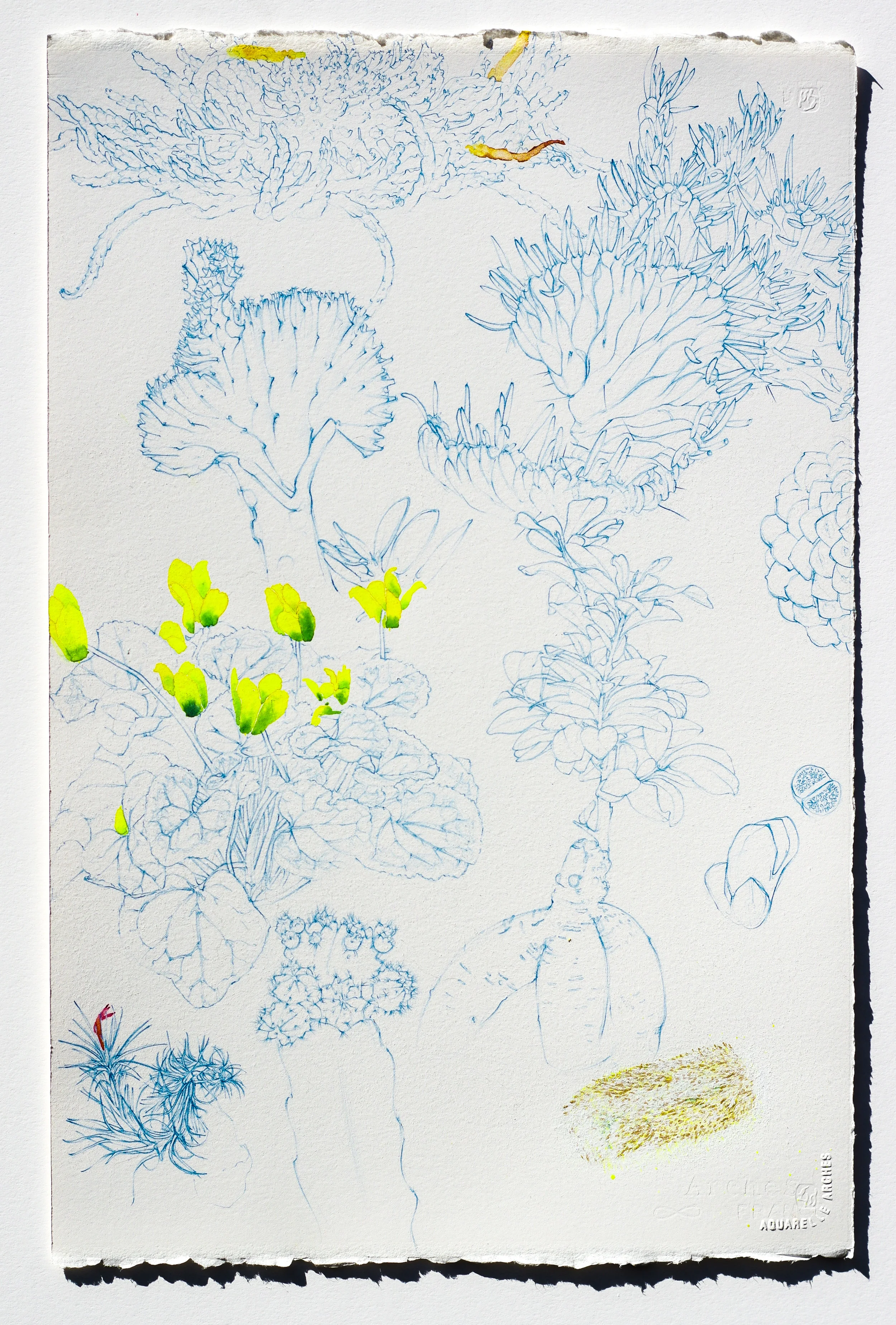 Melissa Mohammadi, "Eve's Needle with Medusa Snake Spurge", pencil and watercolor on paper 22" x 25" (framed) 2019