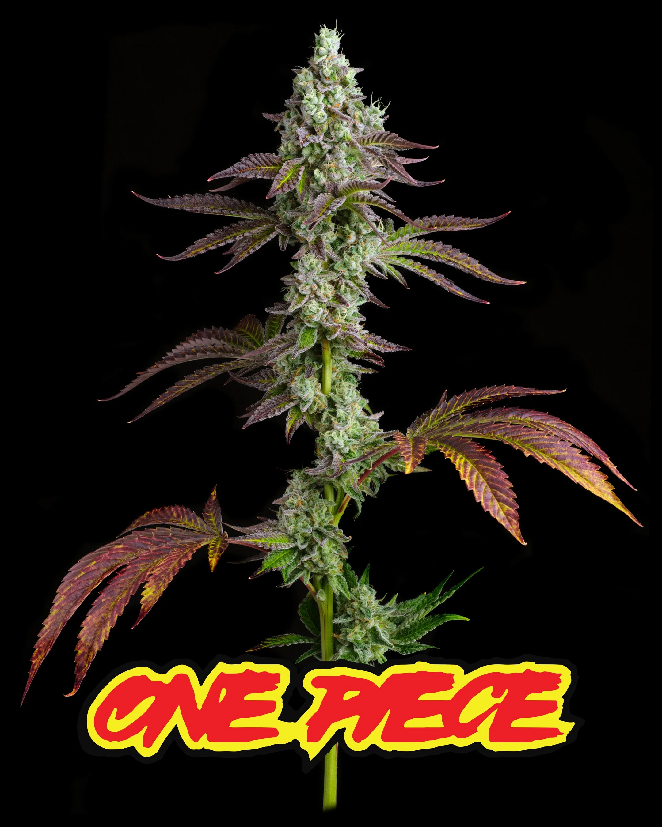 One Piece Strain