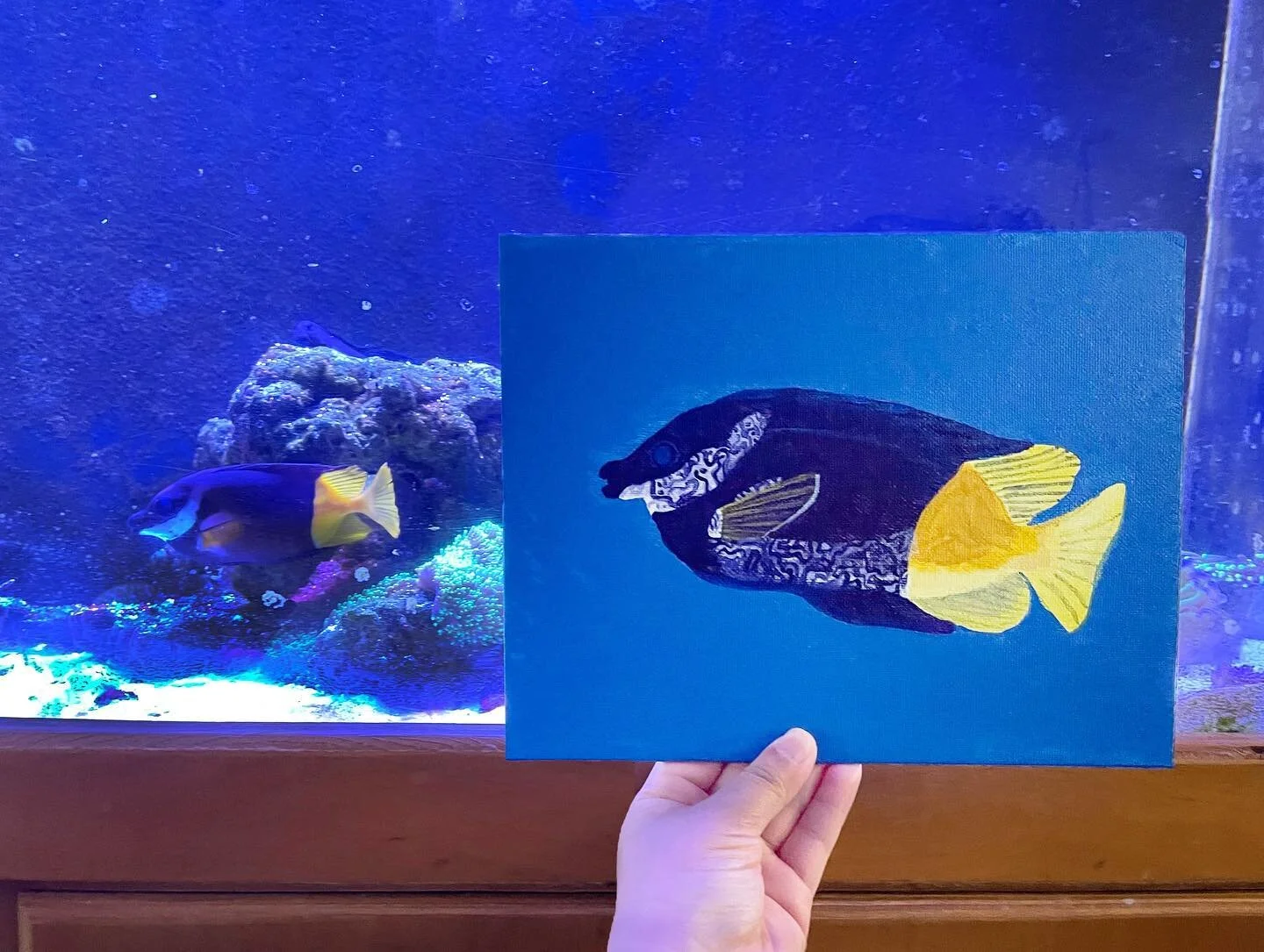 Painted this Bicolor Foxface Rabbitfish as a gift to someone who has one in his aquarium 🐠