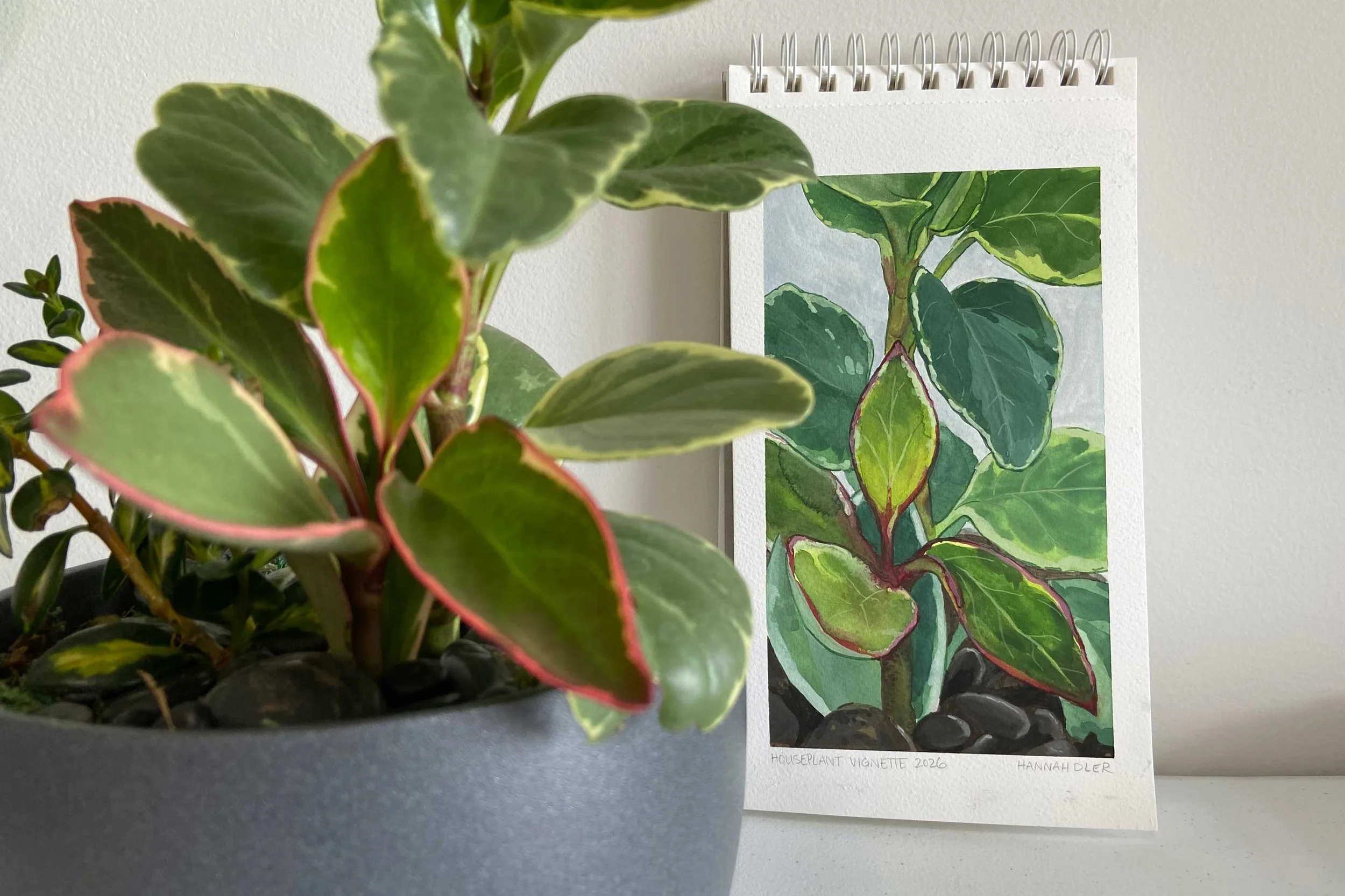 Houseplant-vignette-withplant-HannahOler-web.jpg