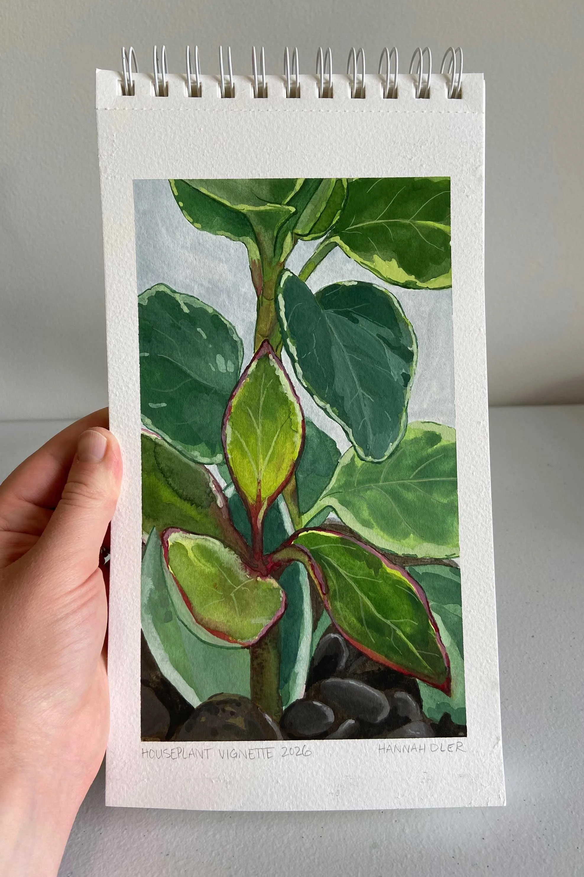 Houseplant-vignette-HannahOler-web.jpg