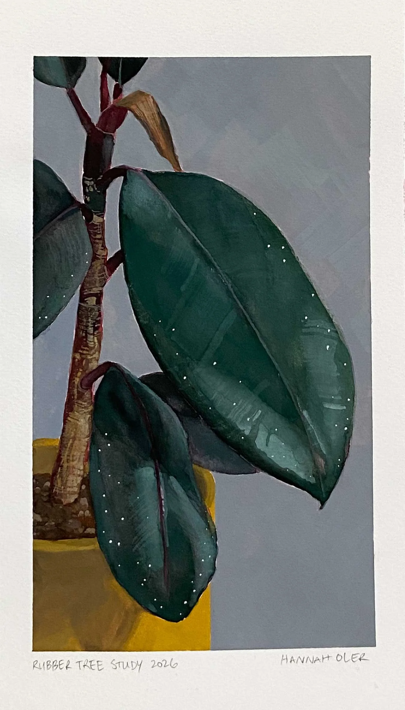 RubberTreeStudy-crop-HannahOler-web.jpg