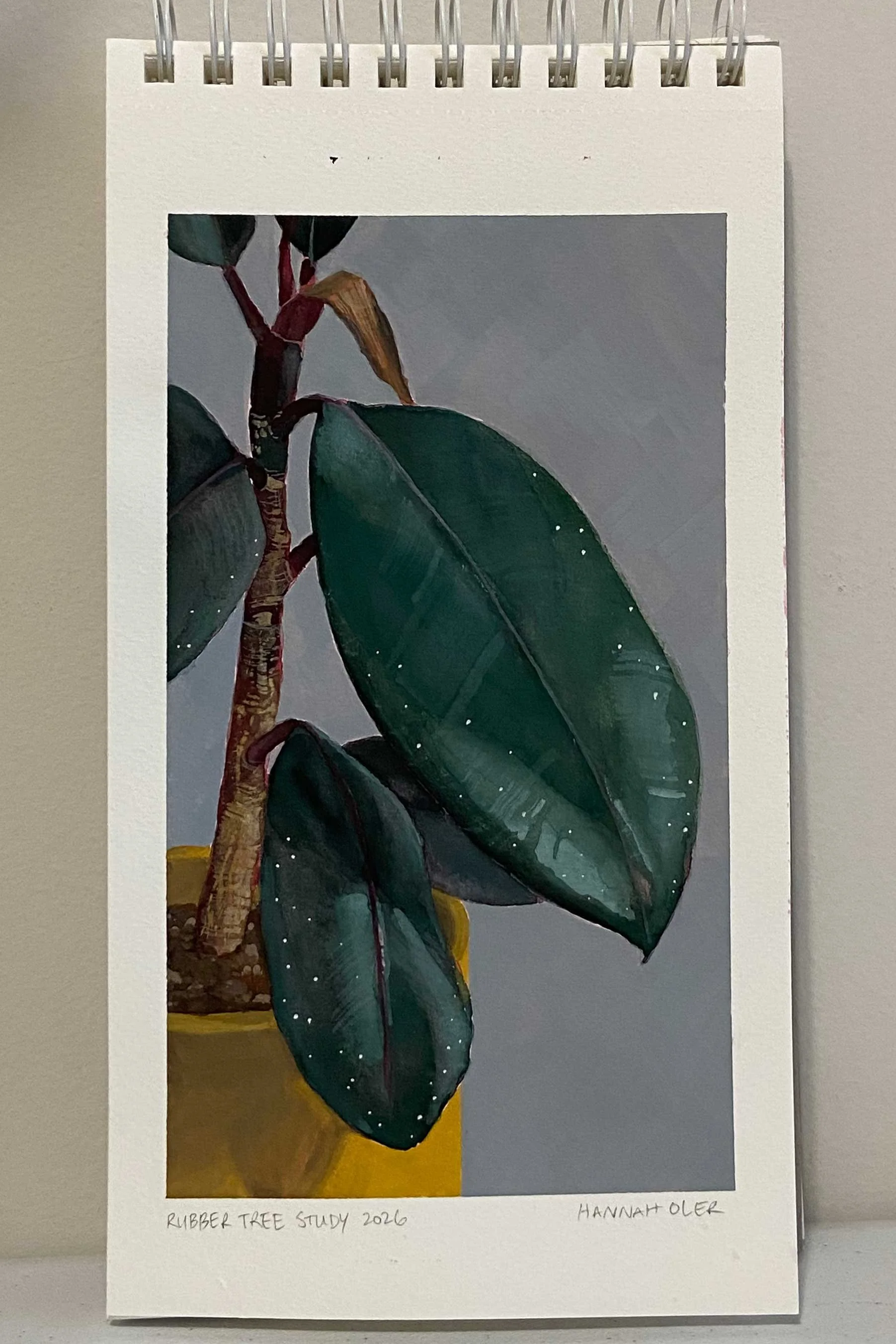 RubberTreeStudy-HannahOler-web.jpg