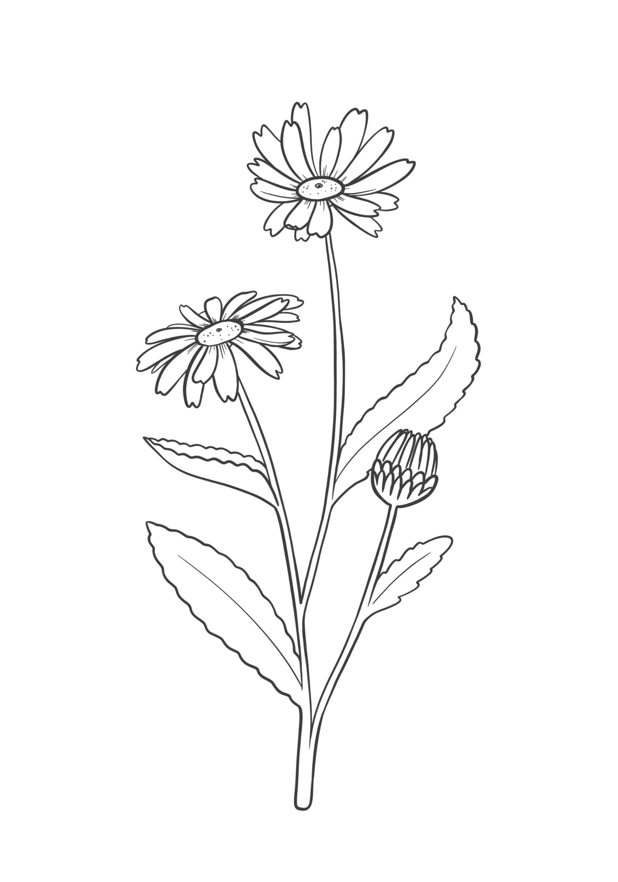 April_Daisy_Elements 3.jpg