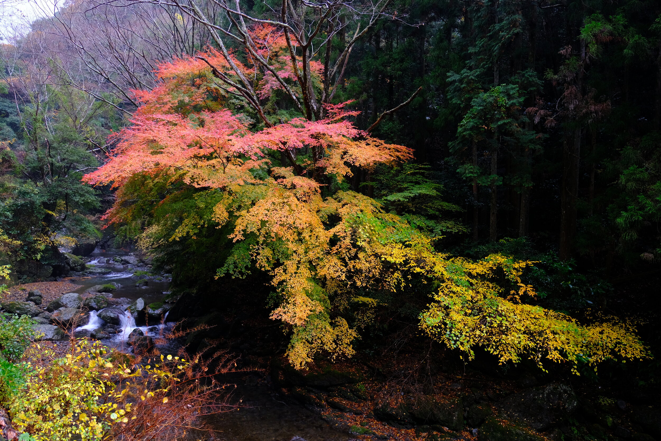 DSCF3205.JPG
