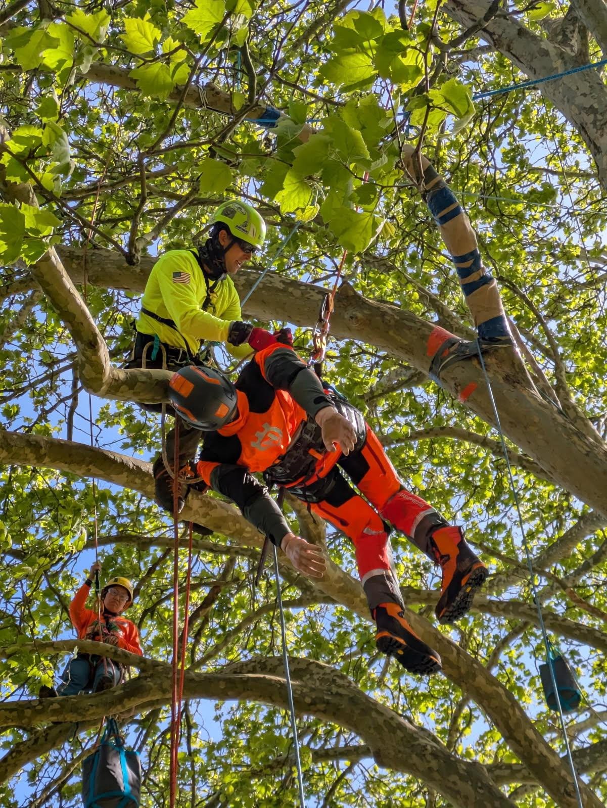 2026 NJ Tree Climbing Competition 