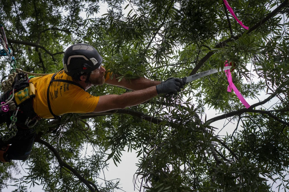 The New Jersey Tree Climbing Competition is our annual state tree ...