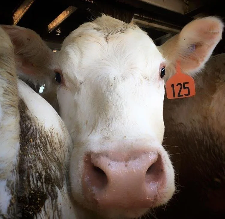 cow.jpg