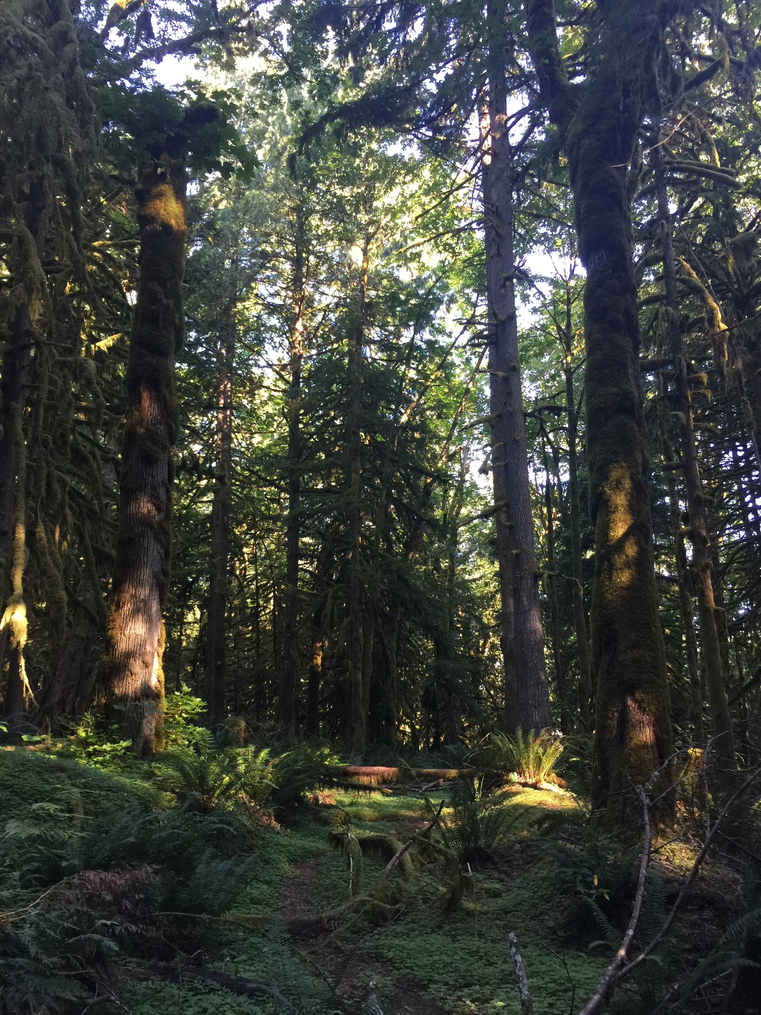 Teapot Trail