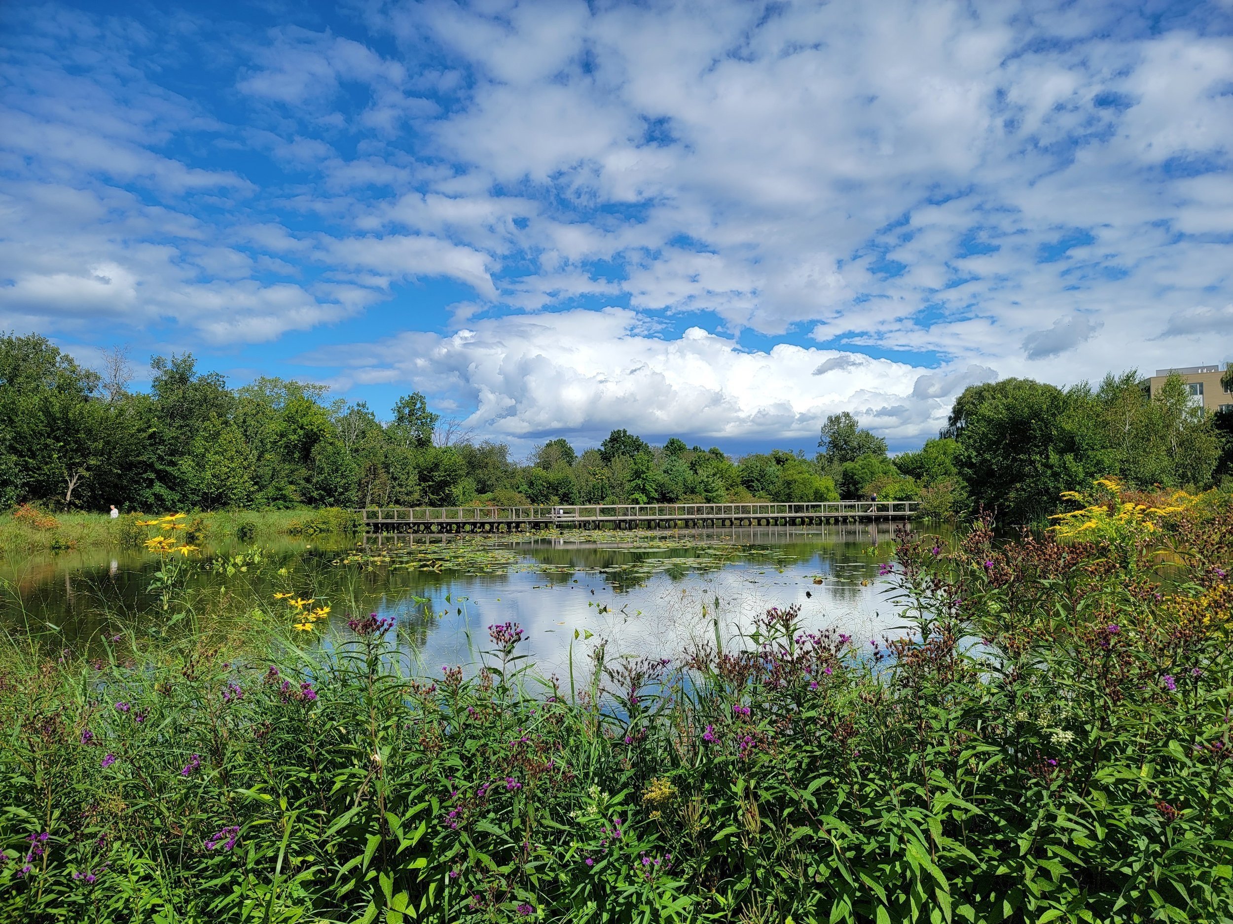 Stormwater Wetland Management