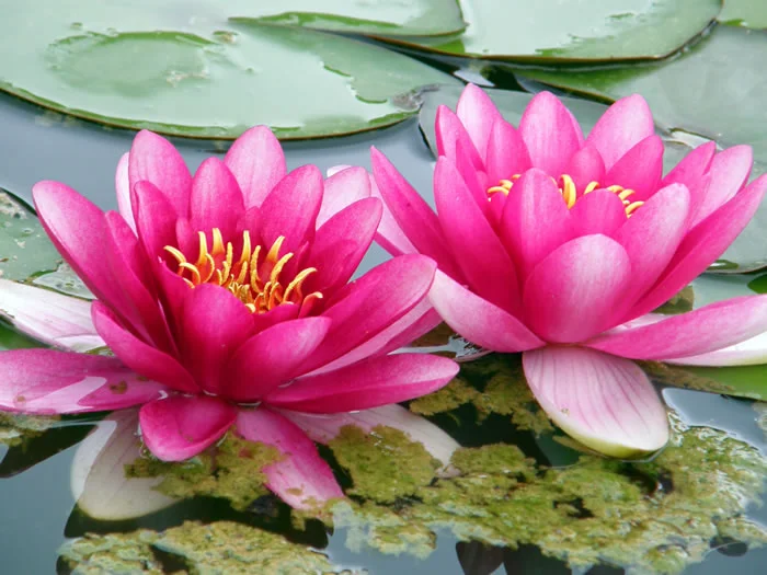 two lotus.jpeg