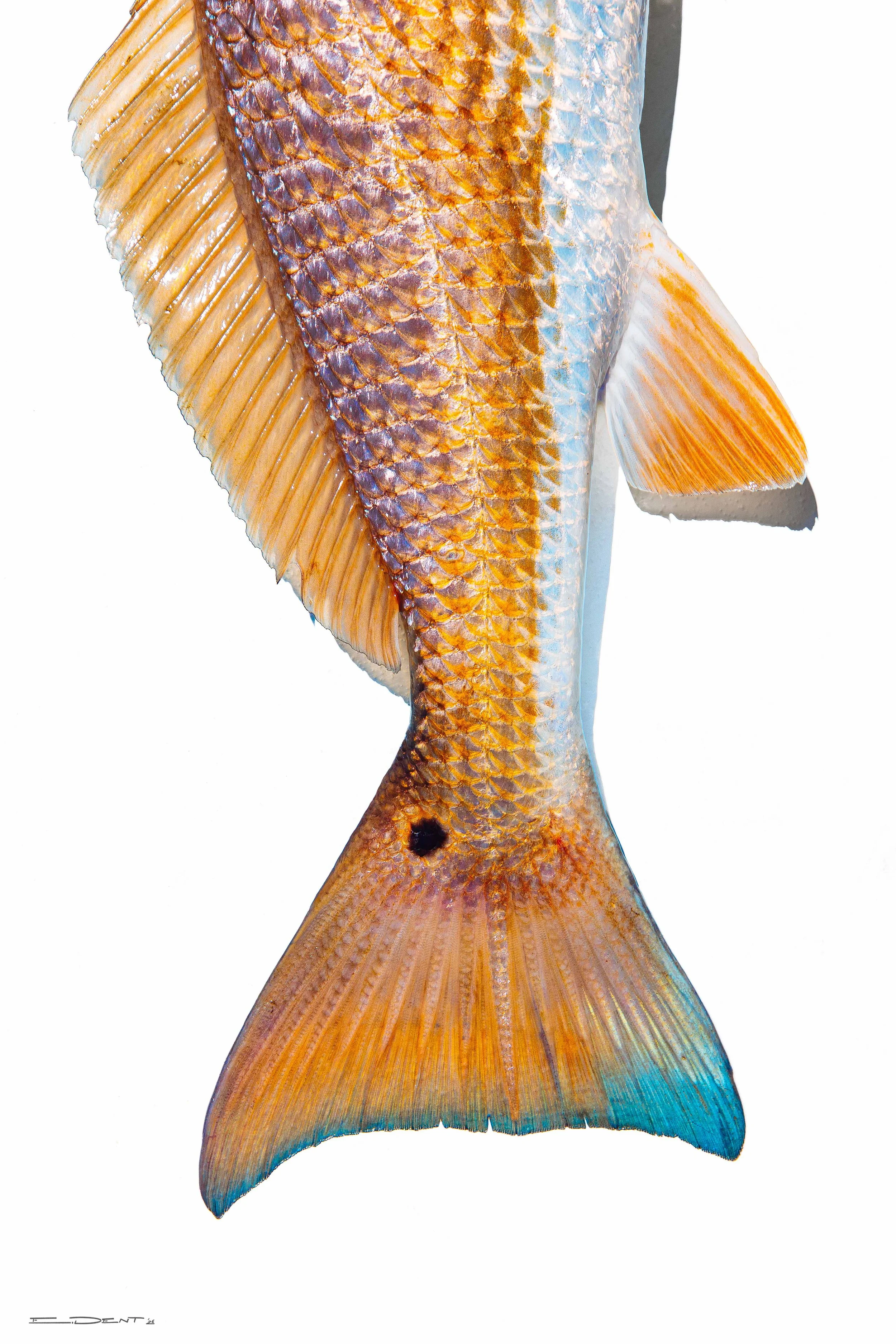 REDFISH_TOSITE.jpg