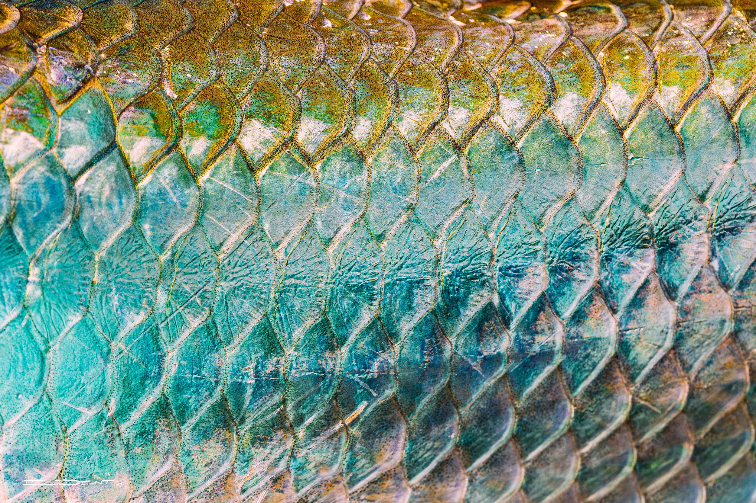 TARPON_TOSITE.jpg
