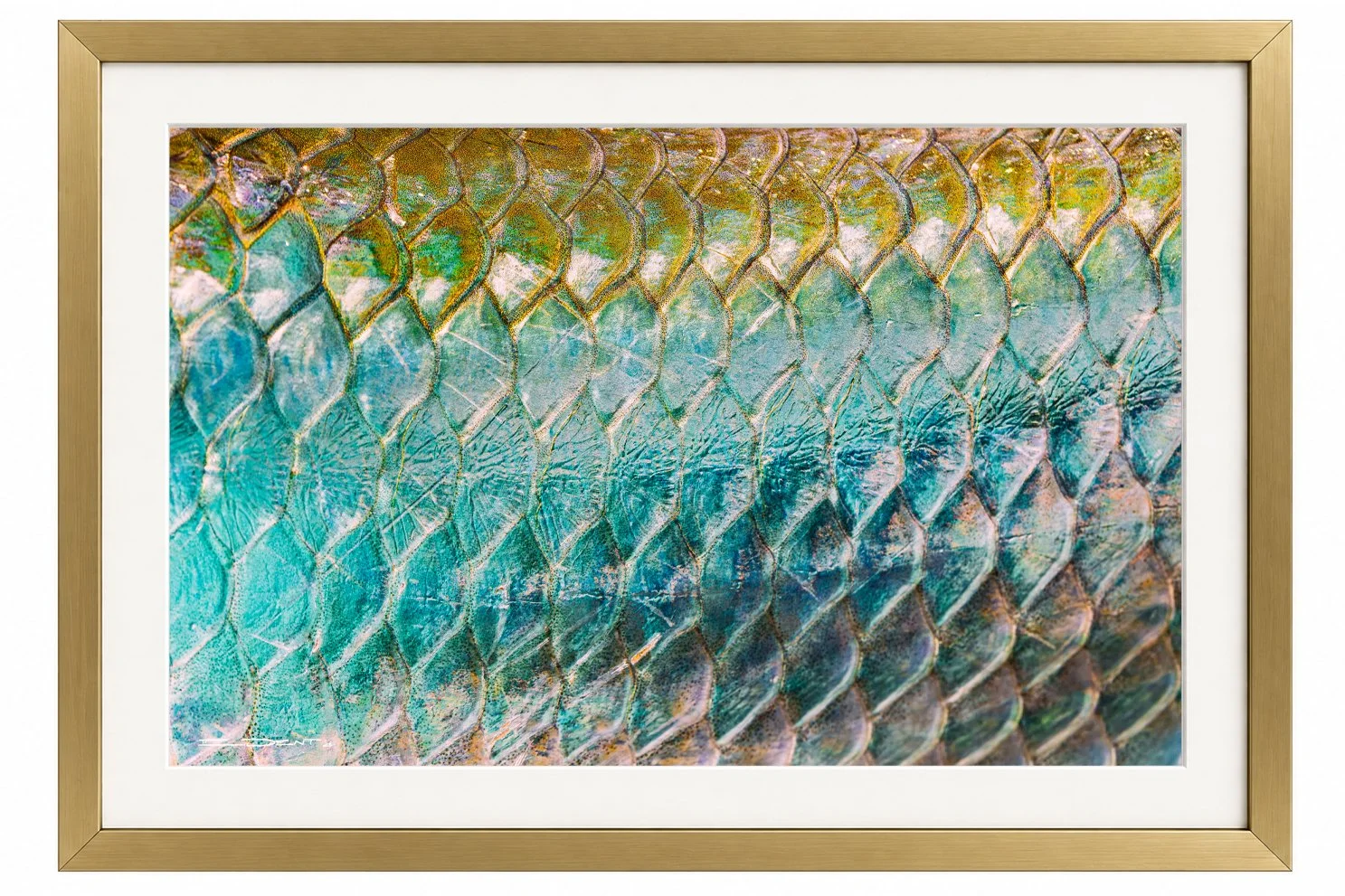 TARPON SCALES
