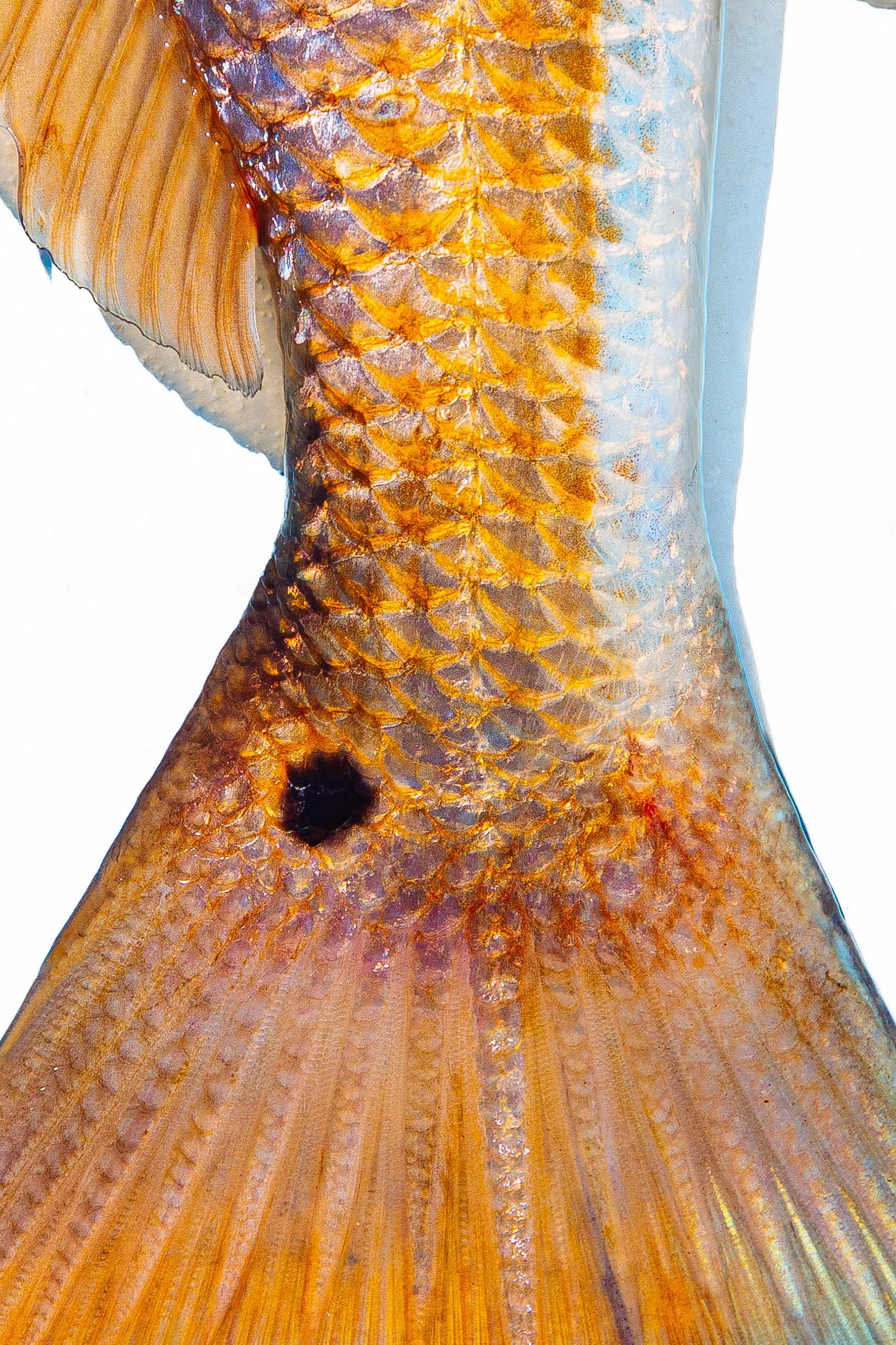 REDFISH_TOSITE_CLOSE.jpg