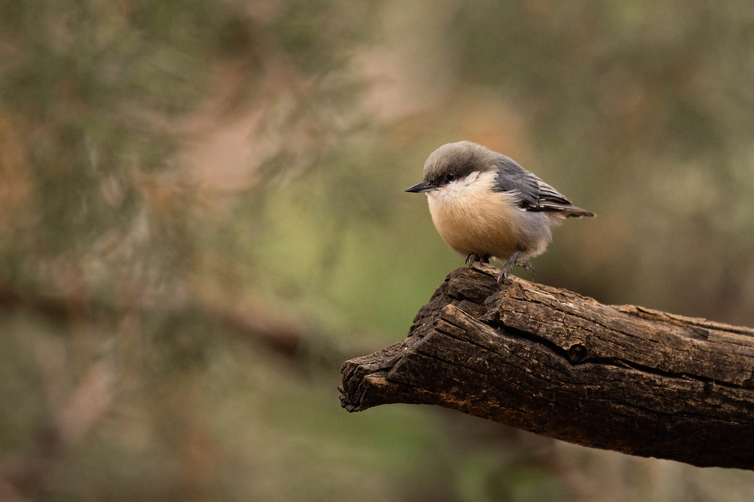 IMG_4089-Edit_full_res.jpg