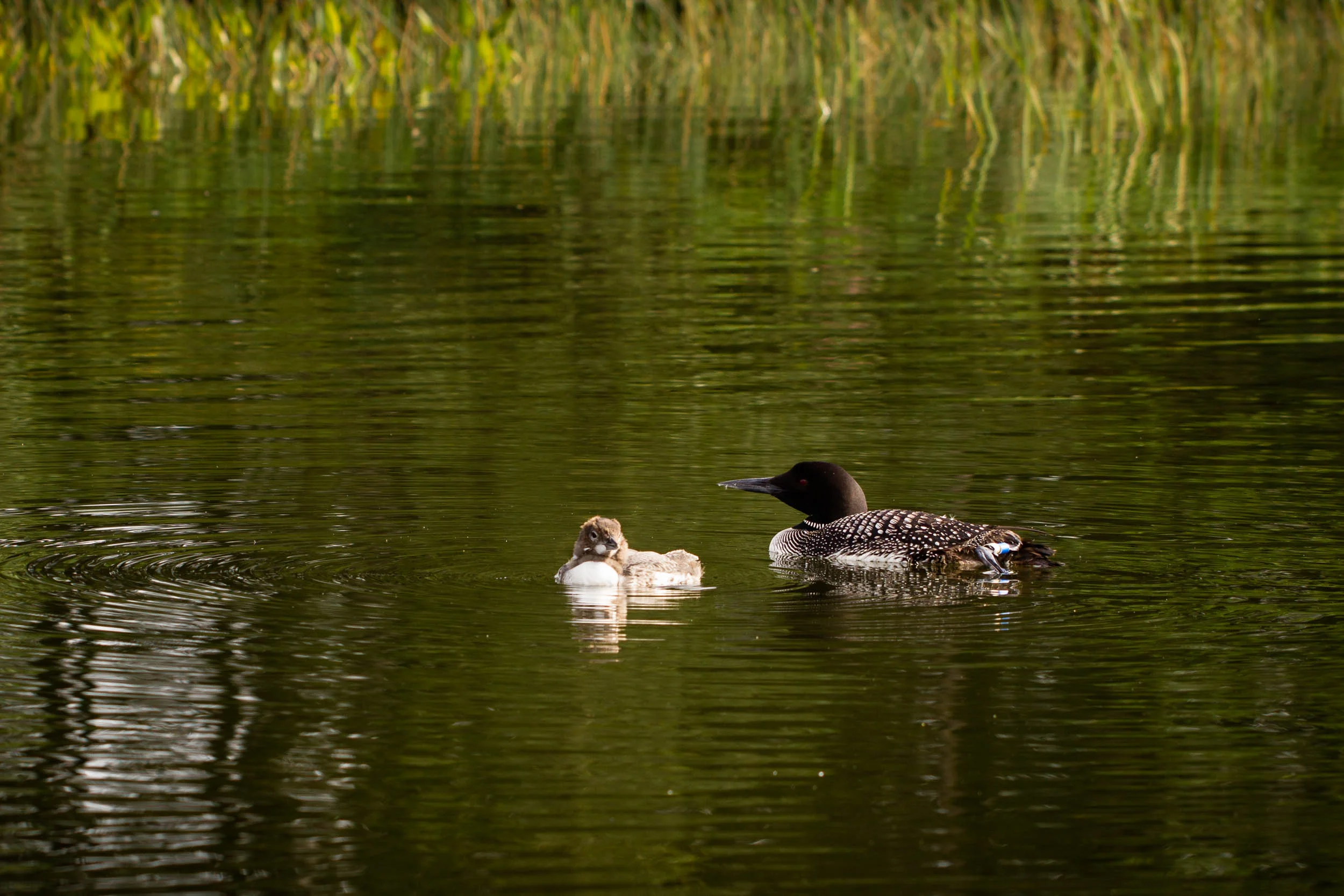 IMG_7215_full_res.jpg