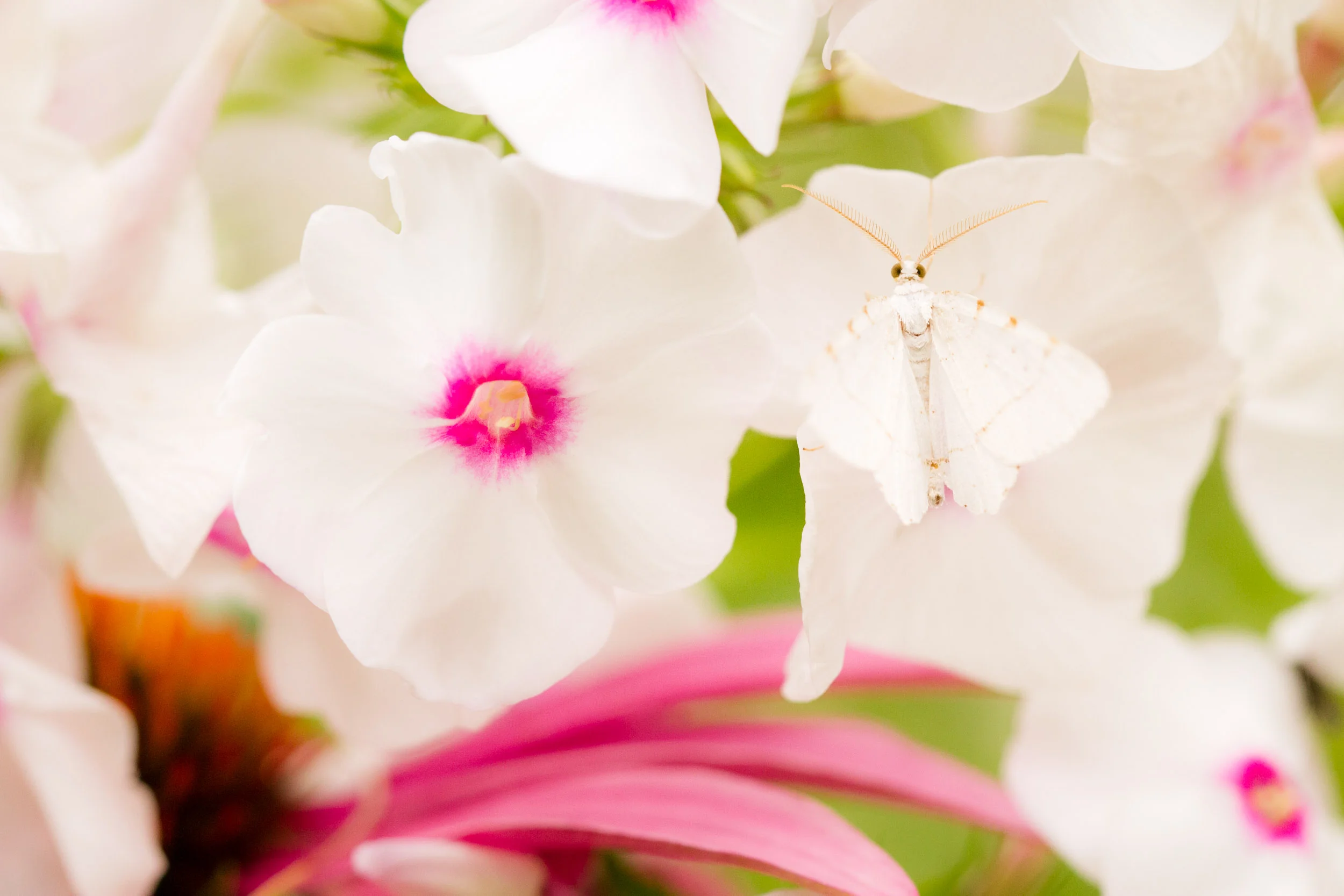 IMG_7062_full_res.jpg