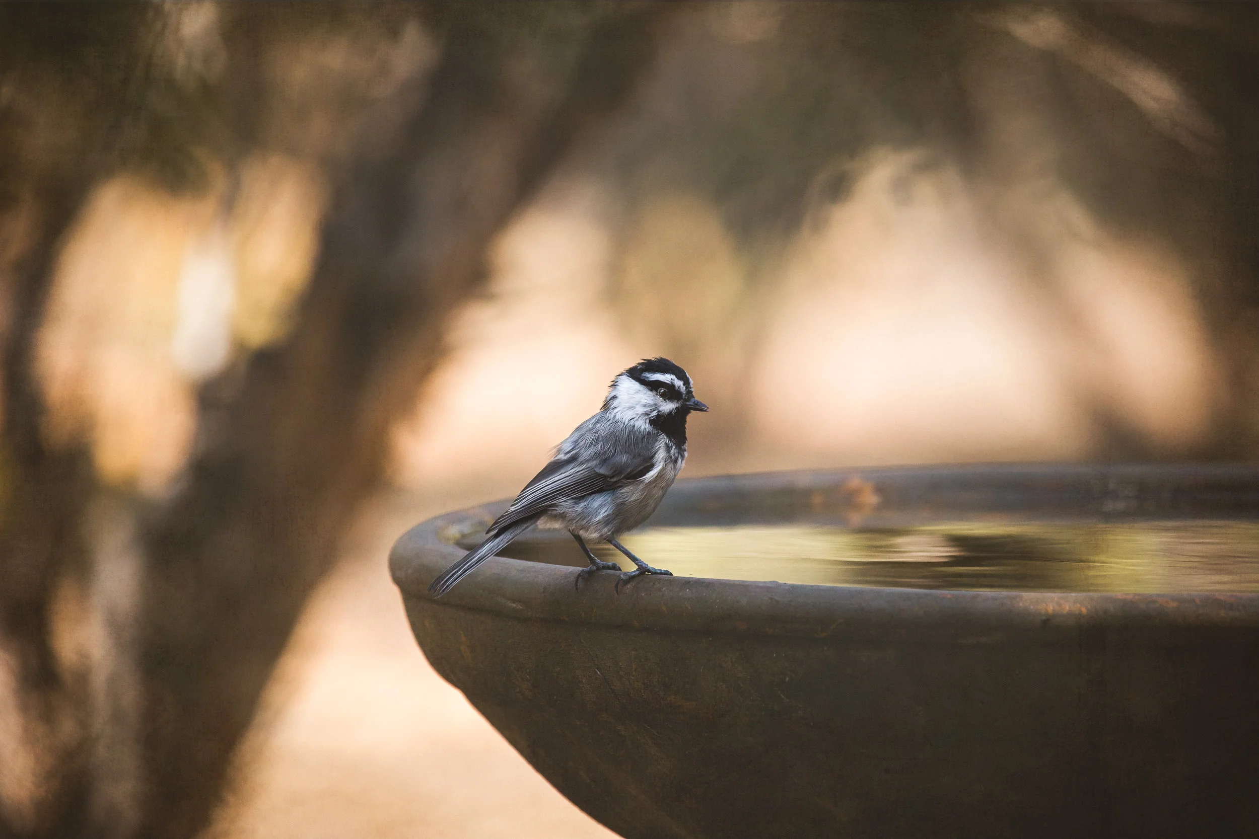 IMG_5312-Edit_full_res.jpg