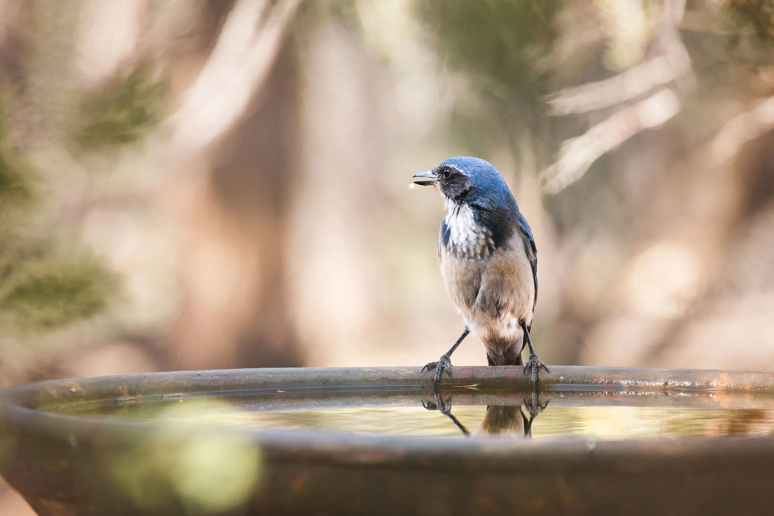 IMG_5423-Edit-2_full_res.jpg