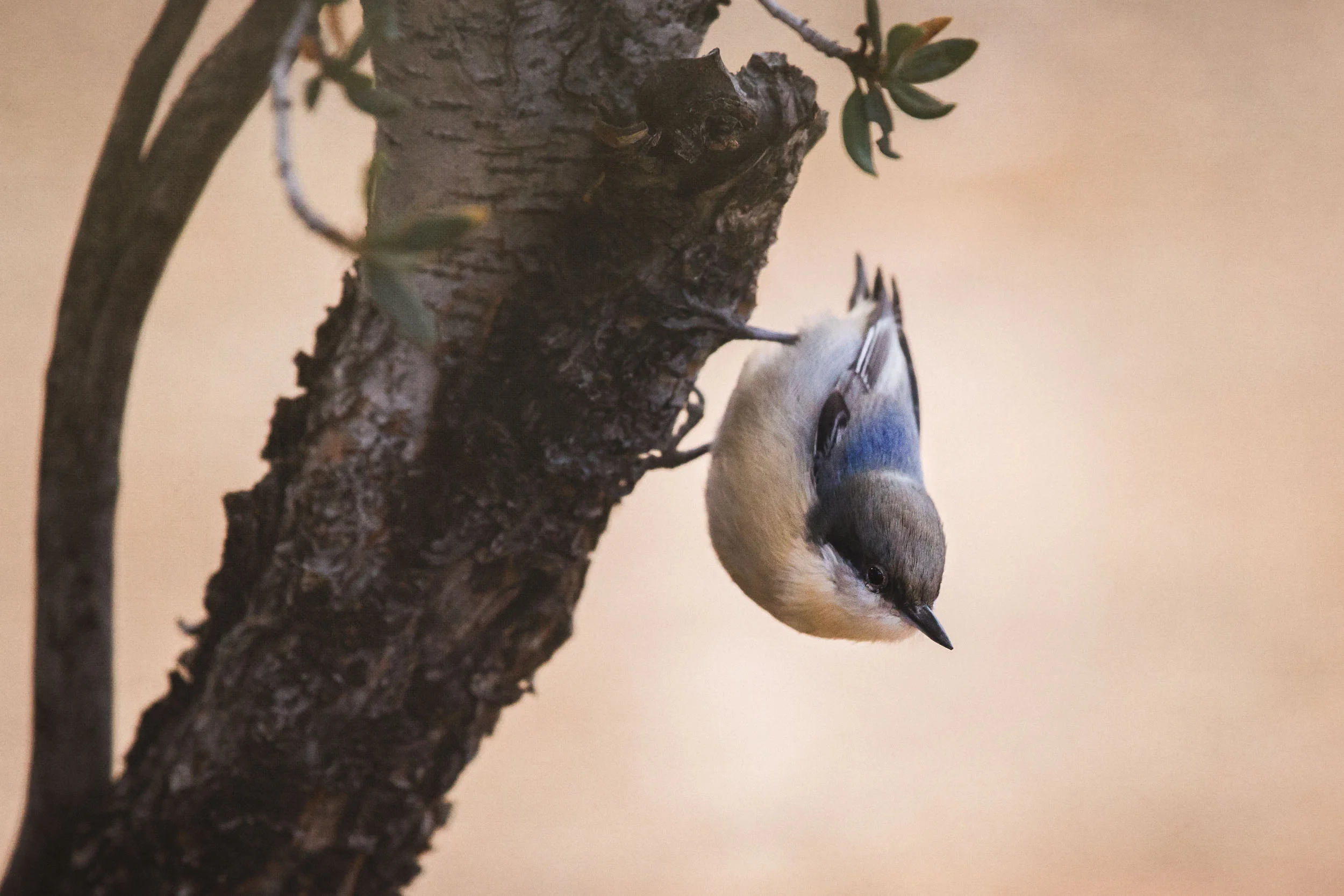 IMG_6590-Edit_full_res.jpg