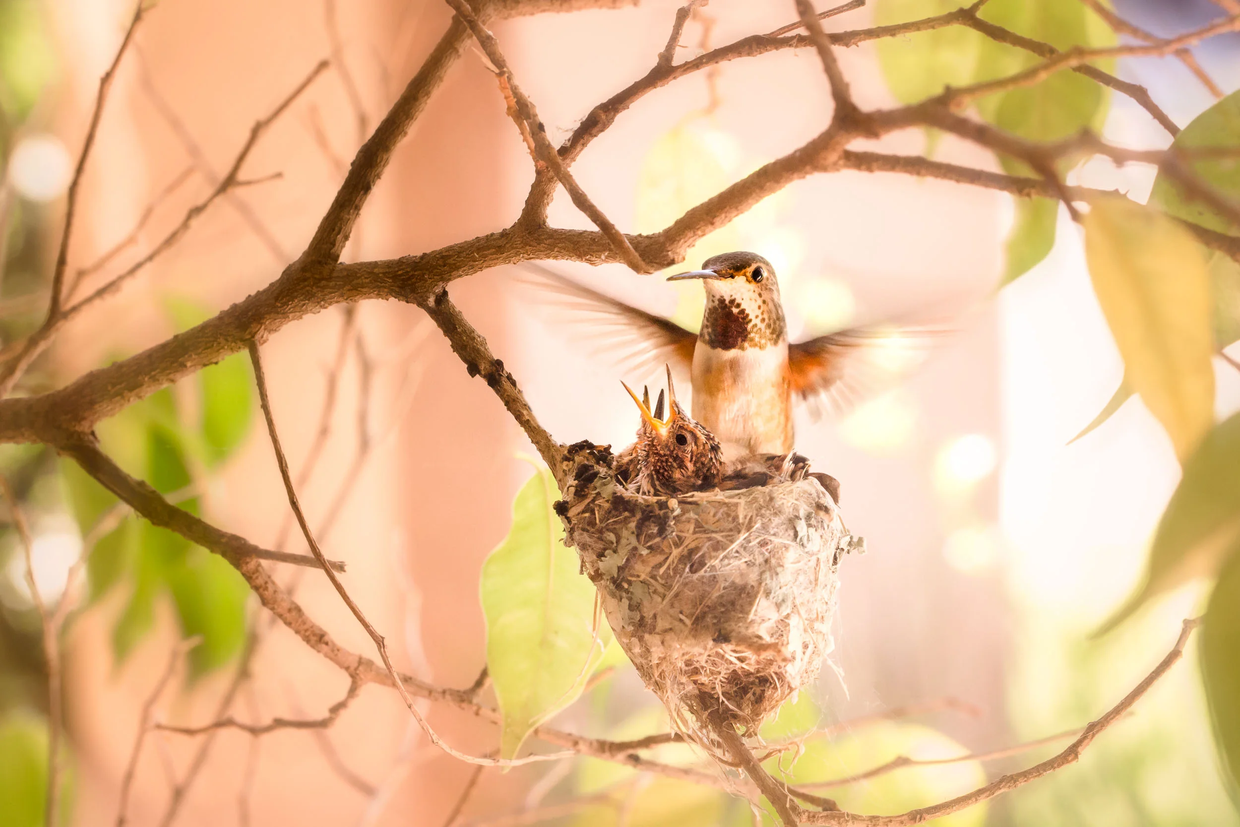 IMG_0100-Edit-2-Edit_full_res.jpg