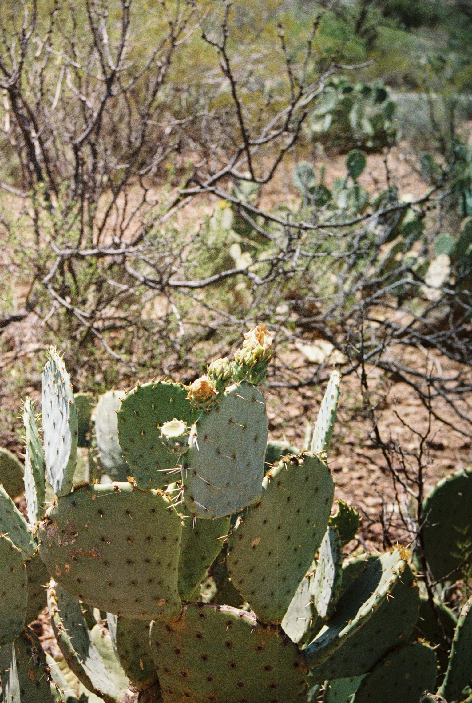 S443795-R1-066-31A.jpg