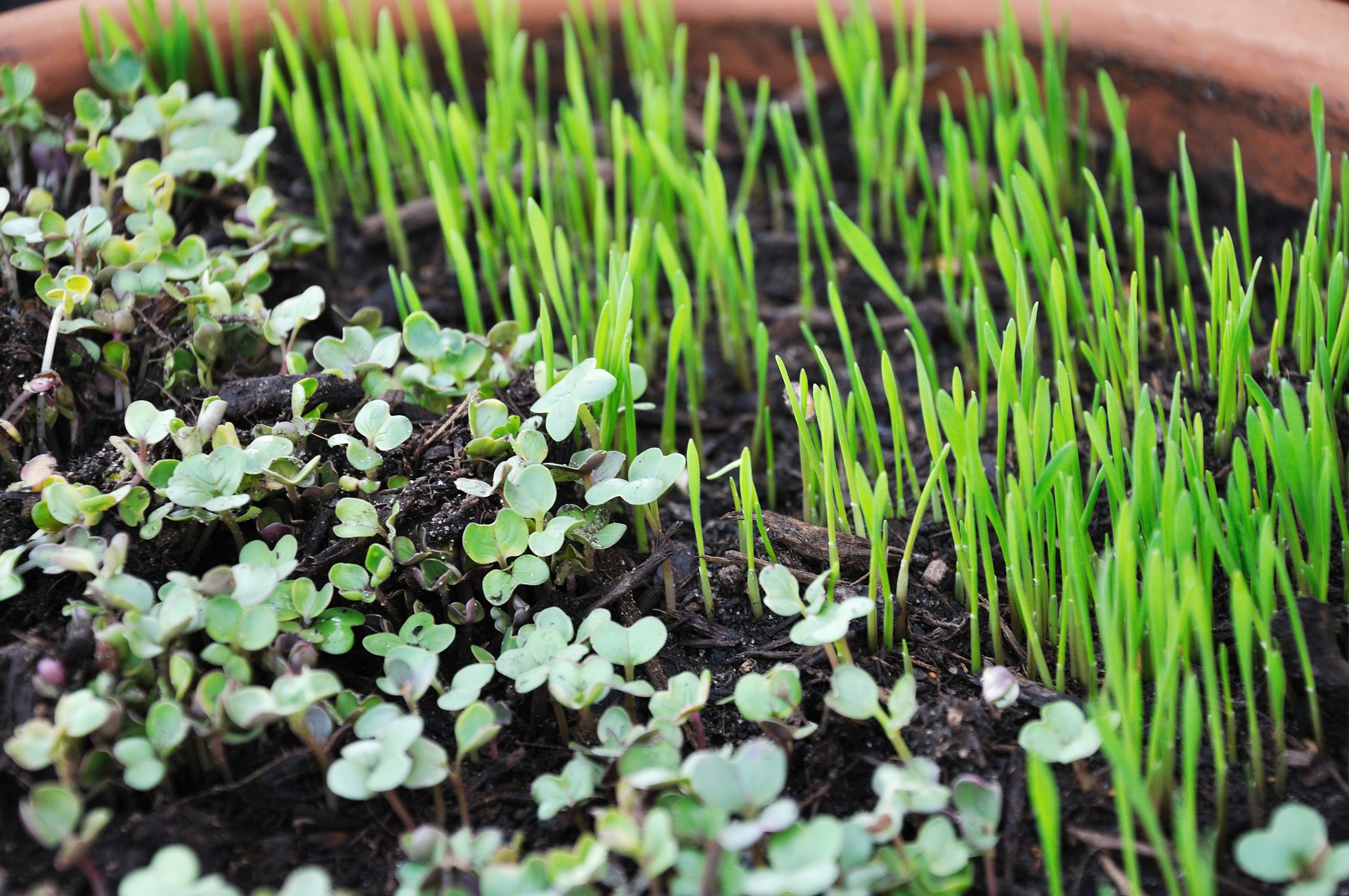 Episode 1: Growing organic micro greens