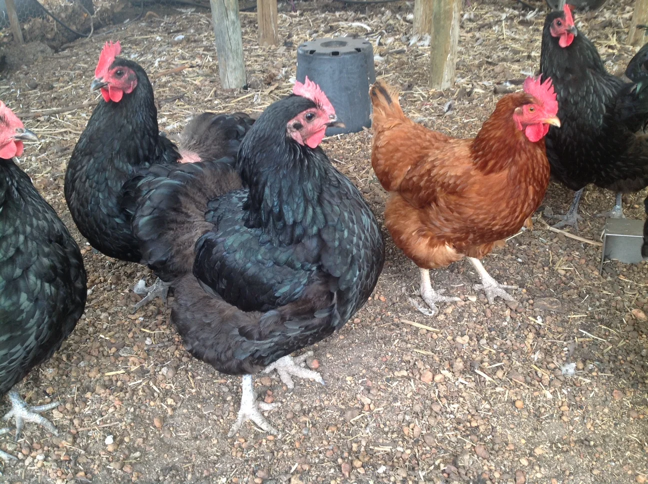 CHOOK FEEDER