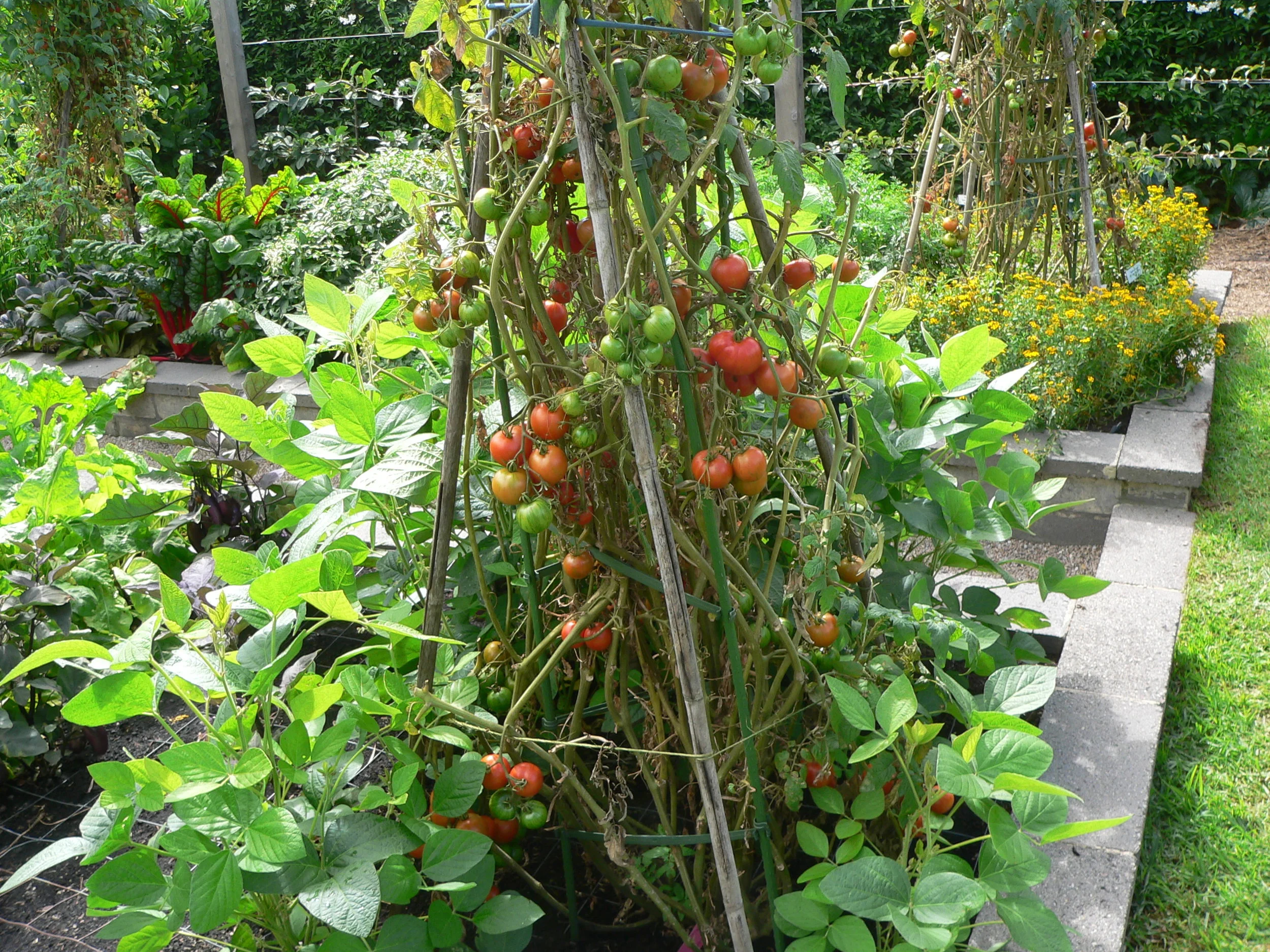 Episode 22: What to do in the spring vegetable patch