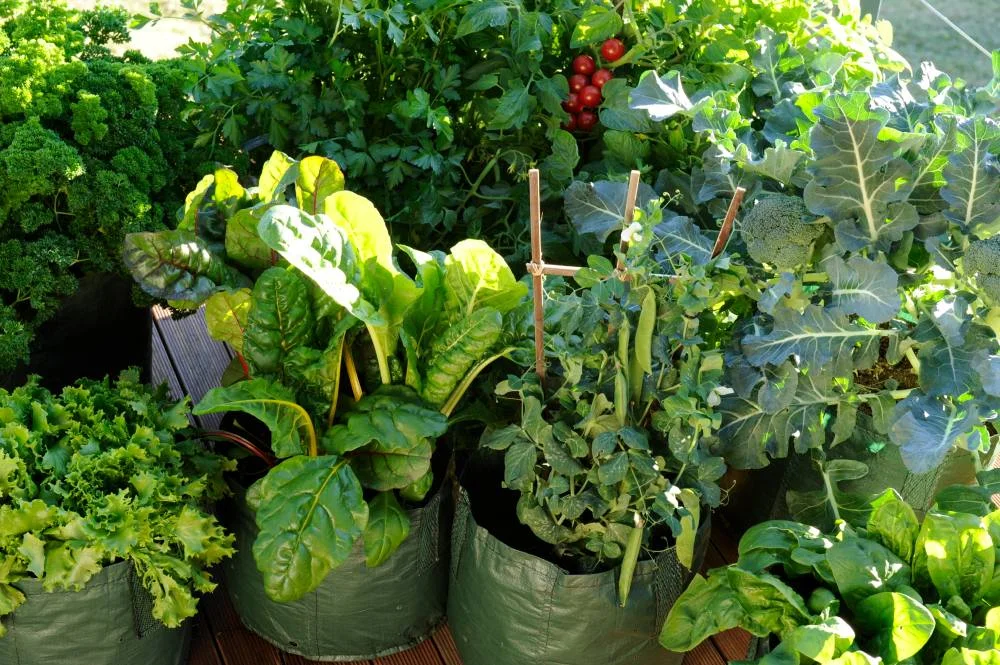 Episode 23: Saving Money In The Garden