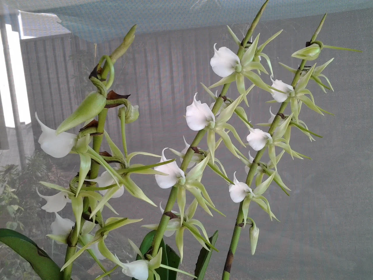 Episode 30: The Orchids Society of Western Australia