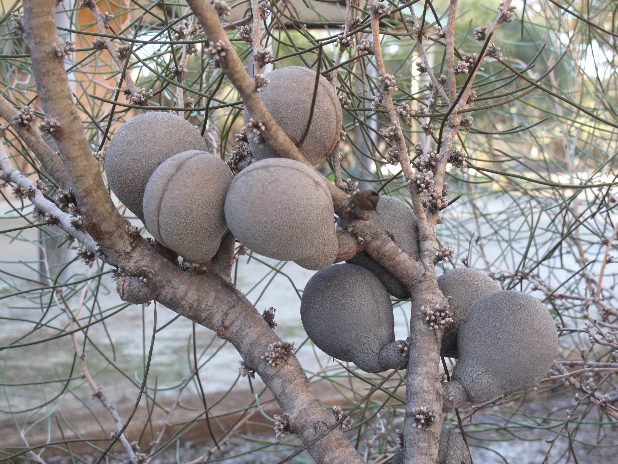 Episode 31: Dr Philip Groom