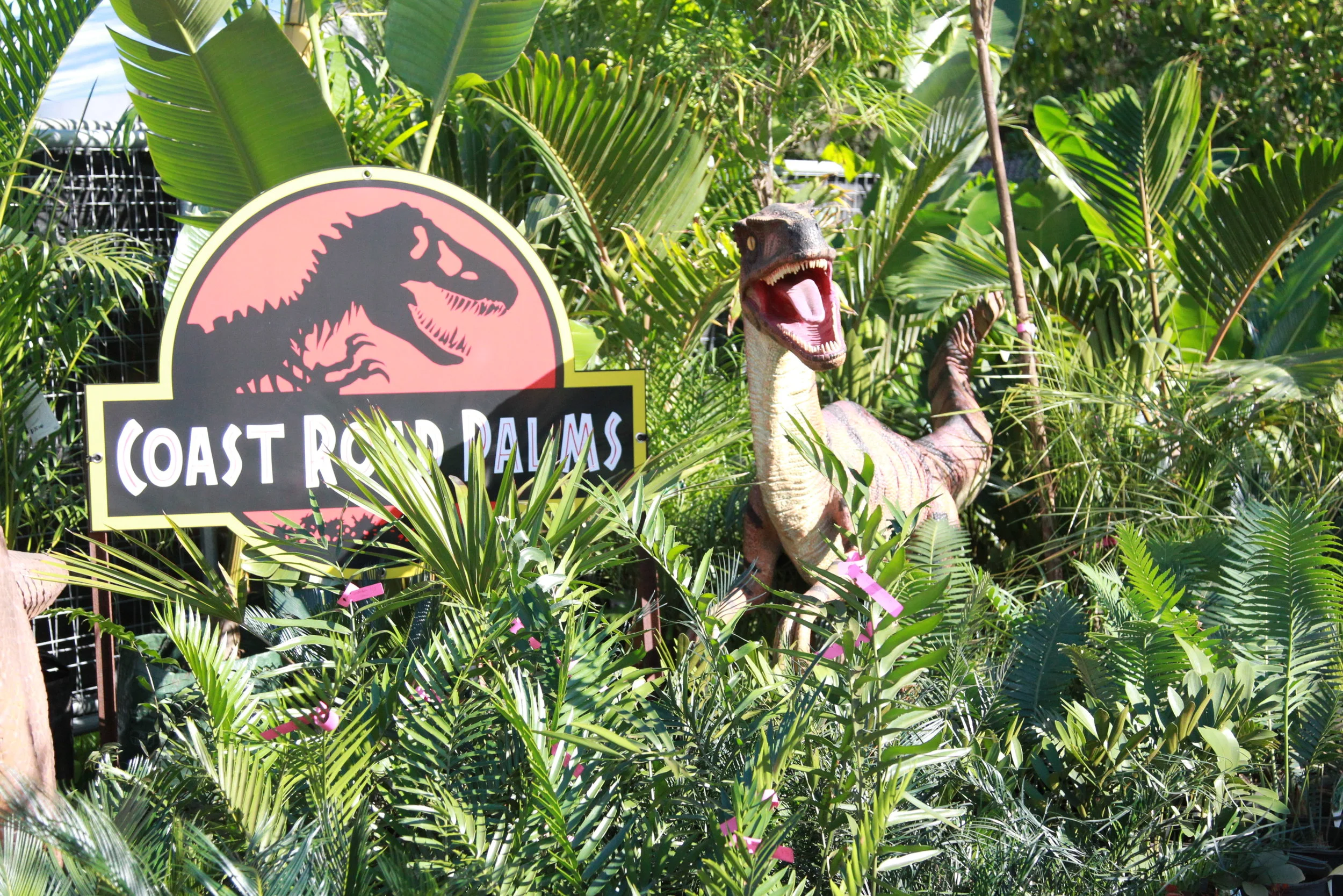 Episode 37: Coast Road Palms