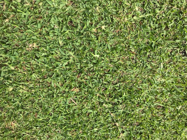 Episode 38: Lawn Doctor-Terry Sellick