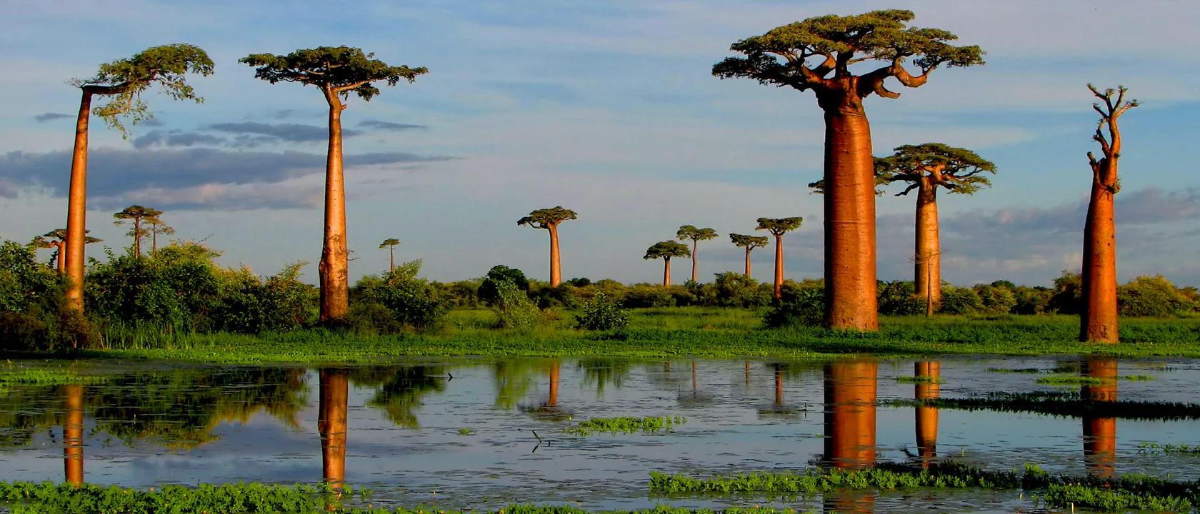 Episode 55: Food Waste into Electricity and Garden Travel including Madagascar