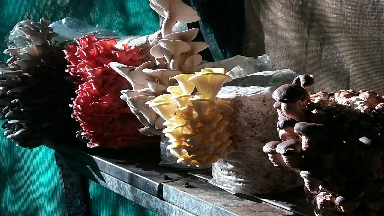 Episode 56: Growing Exotic Gourmet Mushrooms