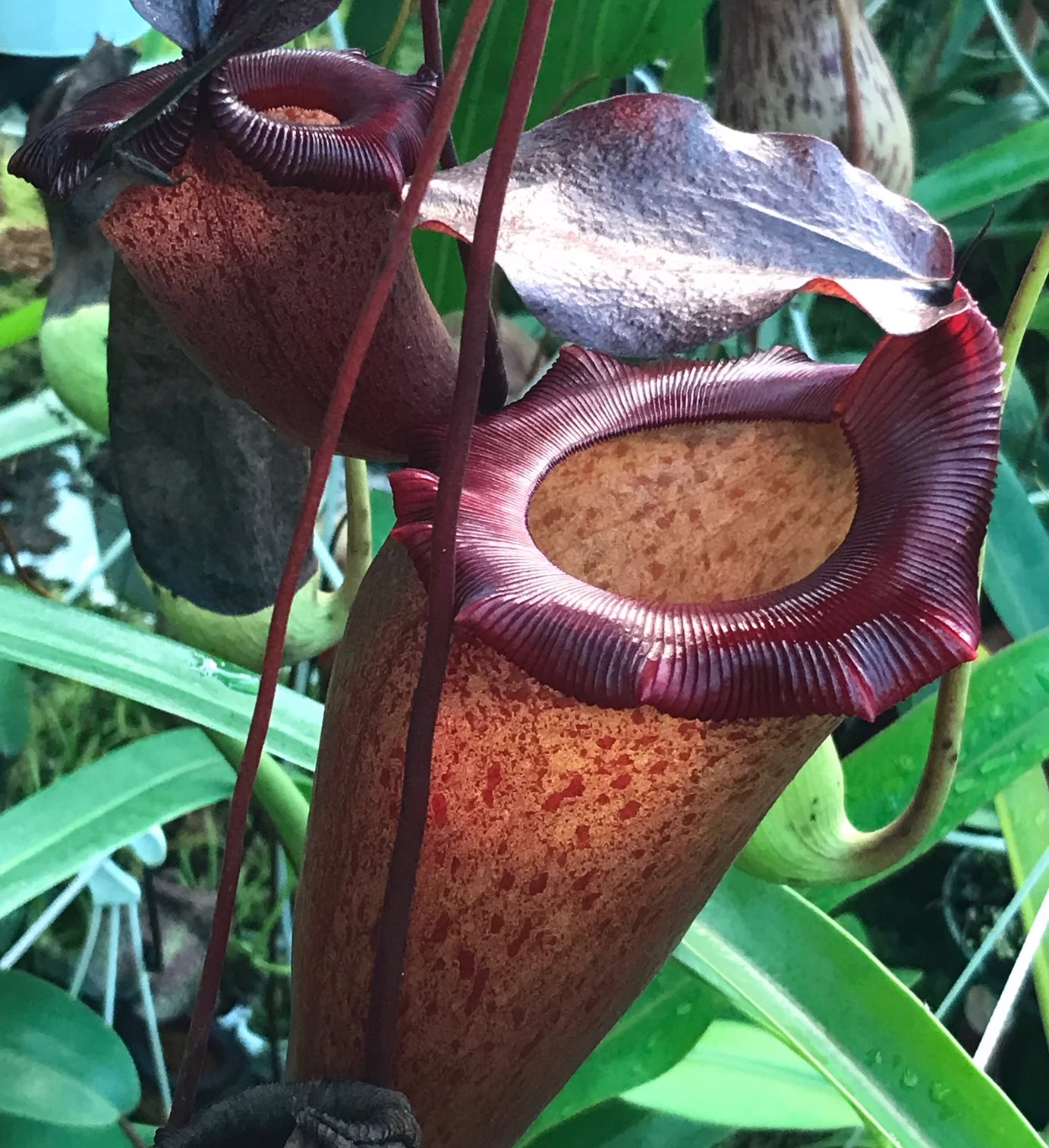 Episode 71: Paul Roy of RedRock Nursery Gives Us the Tips and Tricks for Cultivating Captivating Carnivores