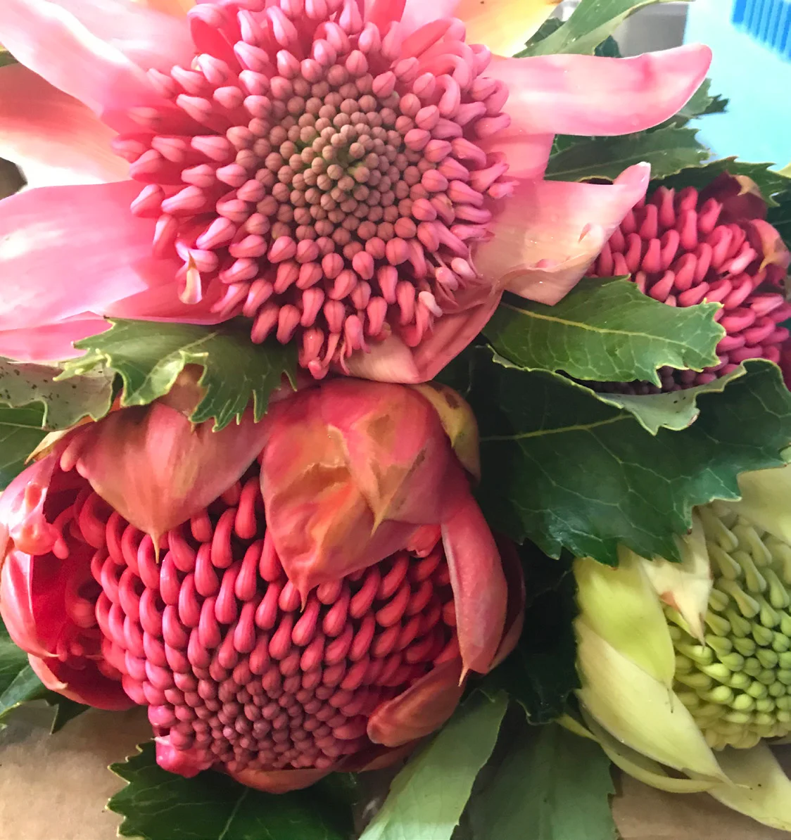 Episode 79: WAFEX Breeding West Australian Wildflowers