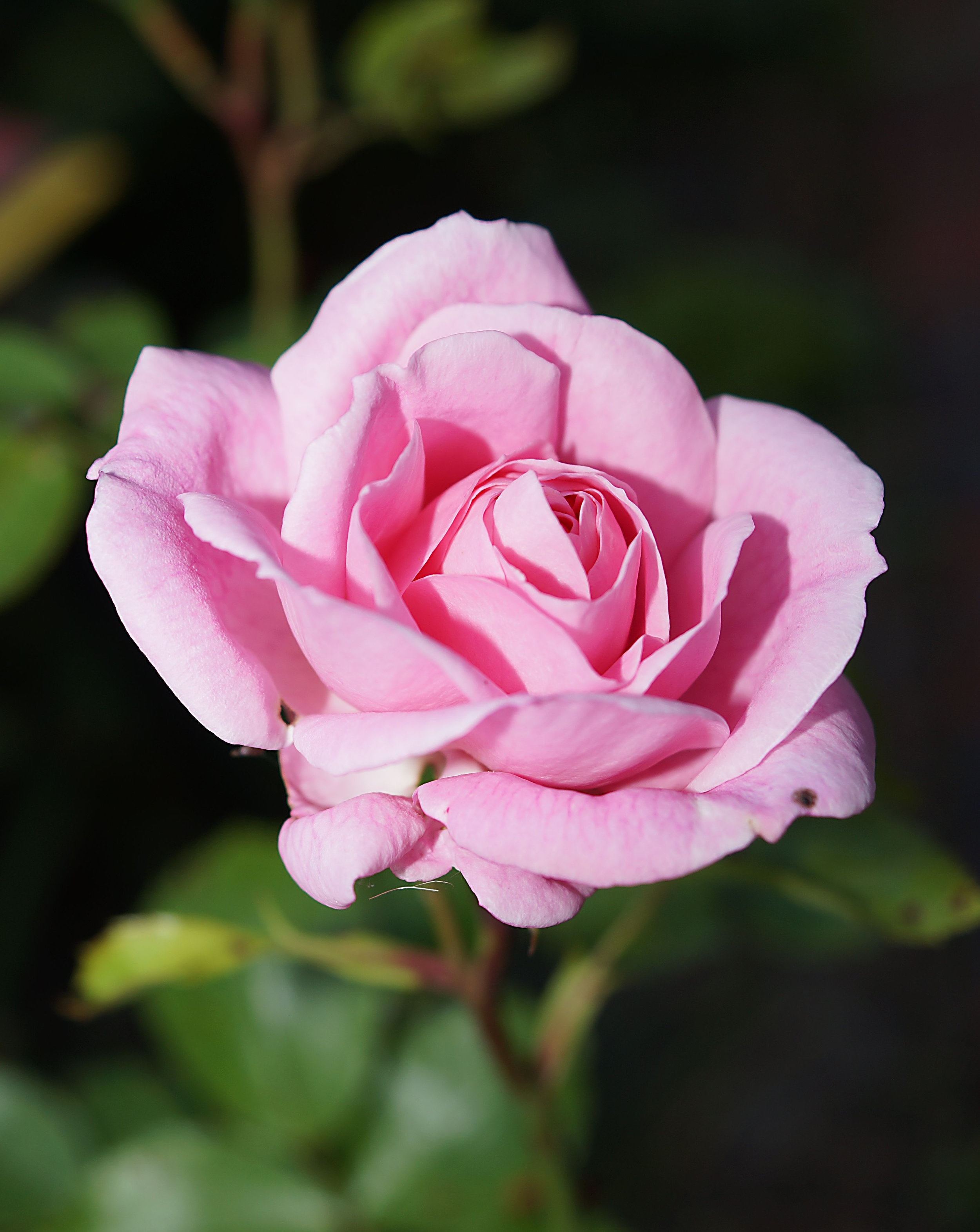 Episode 91: Roses, A Joy In Any Garden 