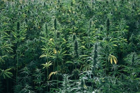 Episode 95: Hemp the Amazing Properties of This Ancient Product