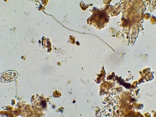 Ep 98 Healthy Soil Healthy Food Healthy People Earthwhile Australia's Ellen Walker