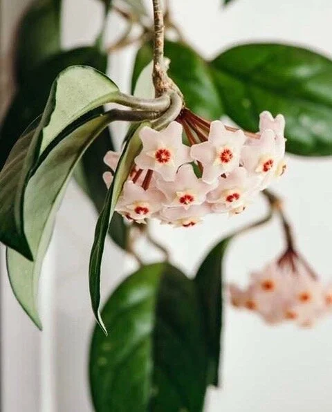 Episode 104: Indoor Plants best varieties and latest trends with Sharon Barbera