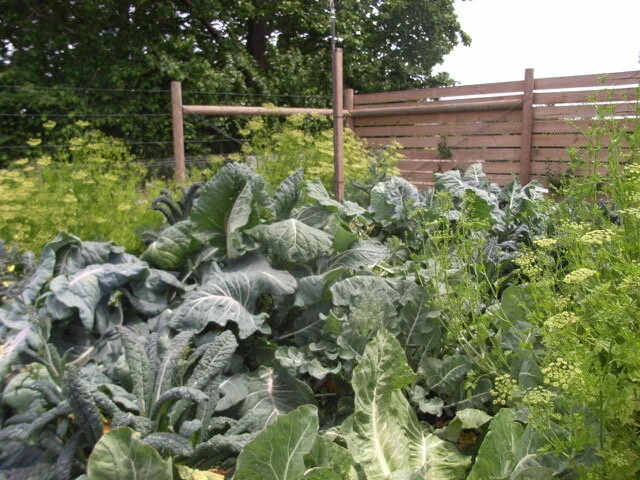 Episode 109: Autumn in the Garden and What to Plant Now