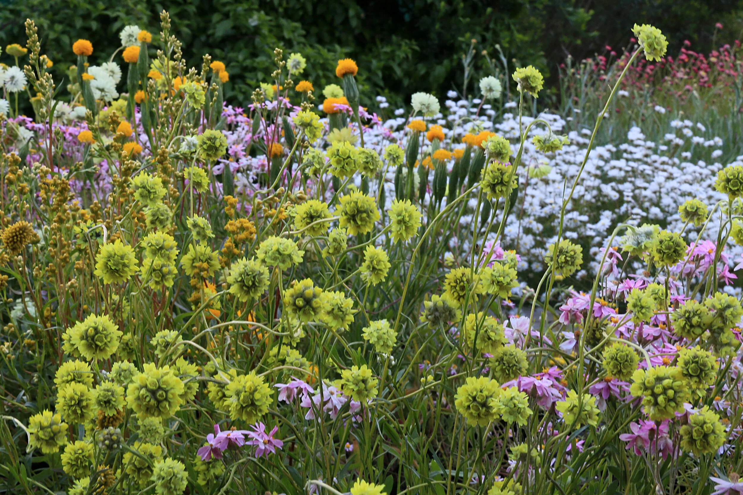 Episode 118: Plantsman John Colwill and our unique Australian Native Daisies